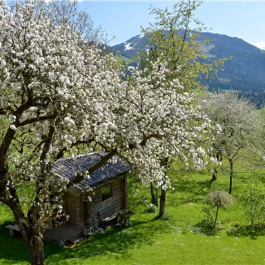 Ein charmantes Holzhäuschen umgeben von blühenden Obstbäumen. Im Hintergrund sind sanfte Hügel und ein klarer blauer Himmel zu sehen.