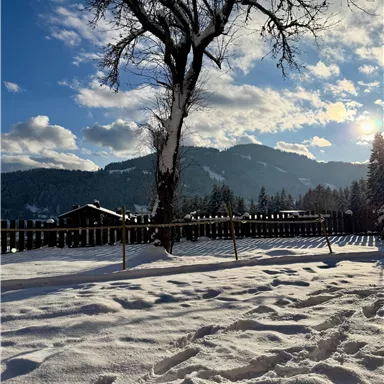 A winter landscape with a snow-covered ground and a bare tree. In the background, there are mountains and a blue sky with some clouds.
