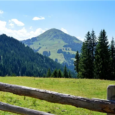 Eine malerische Berglandschaft mit grünen Wiesen und Nadelbäumen. Im Hintergrund erhebt sich ein sanfter Hügel unter einem klaren blauen Himmel.