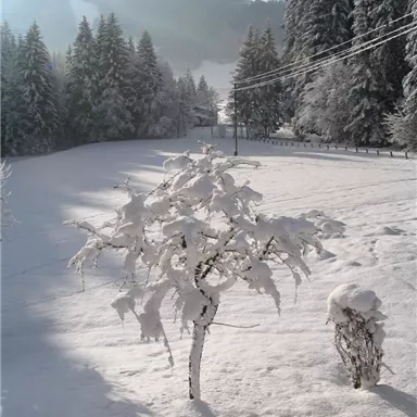 A snowy landscape with a tree and a bush, both covered with a thick layer of snow. In the background, tall firs and gentle hills can be seen.