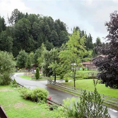 Eine ruhige Naturansicht mit grünen Bäumen und einem geschwungenen Weg. Die Umgebung wirkt entspannt und einladend.