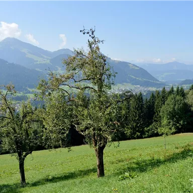 A picturesque landscape with gentle hills and mountains in the background. In the foreground, there are fruit-bearing trees on a green meadow.