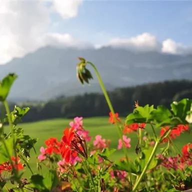 Colorful flowers in the foreground with a picturesque mountain panorama in the background. The sky is bright and sunny, creating a cheerful atmosphere.