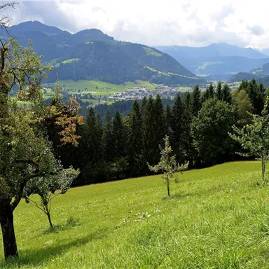 Eine grüne Wiese mit einzelnen Bäumen und einem Blick auf die Berge im Hintergrund. Die Landschaft ist ruhig und idyllisch.