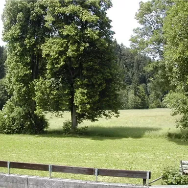 Eine grüne Wiese mit großen Bäumen und viel natürlichem Licht. Im Hintergrund sind dichte Wälder sichtbar.