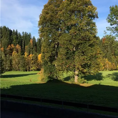 Ein großer Baum steht auf einer Wiese, umgeben von buntem Laub im Hintergrund. Der Himmel ist klar und blau.