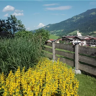 Eine blühende Wiese mit gelben Blumen und grünem Gras. Im Hintergrund sind Berge und ein Dorf zu sehen.
