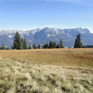Eine schöne Berglandschaft mit grünen Wiesen und hohen Bäumen. Im Hintergrund sind majestätische Berge und ein klarer blauer Himmel zu sehen.