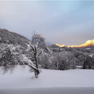 Eine verschneite Winterlandschaft mit einem einzelnen Baum im Vordergrund. Im Hintergrund erheben sich bewaldete Berge unter einem hellen Himmel.