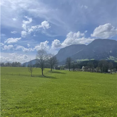 Eine weite Wiese mit frischem, grünem Gras und vereinzelten Bäumen. Im Hintergrund erheben sich majestätische Berge unter einem blauen Himmel mit weißen Wolken.