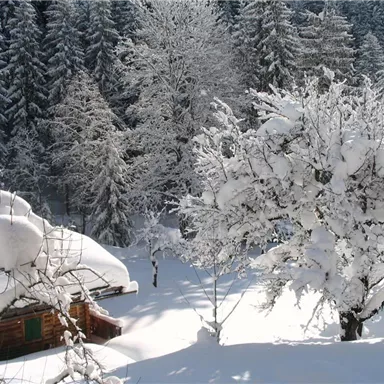 A snowy winter landscape with a cozy wooden house and snow-covered trees. The surroundings are quiet and picturesque, surrounded by tall, green firs.