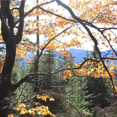 An autumn forest with colorful, orange leaves on the trees. In the background, green firs and gentle hills can be seen.
