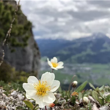 Eine blühende weiße Blume im Vordergrund vor einer bergigen Landschaft. Der Himmel ist bewölkt und die Umgebung ist grün.