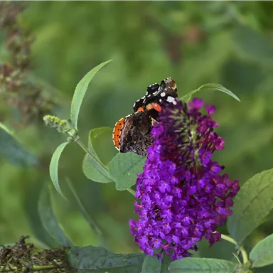Ein Schmetterling sitzt auf einer lila Blüte. Die Pflanze hat grüne Blätter und der Hintergrund ist verschwommen.