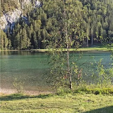 Ein ruhiger See umgeben von Bäumen und Bergen. Der Himmel ist blau und die Natur ist grün und einladend.