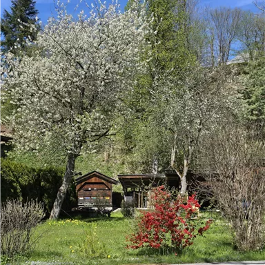 Ein schöner Garten mit blühenden Bäumen und bunten Blumen. Im Hintergrund steht eine kleine Holzbank.