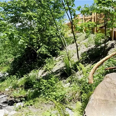 Ein malerischer Bach, umgeben von üppigem Grün und Bäumen. Ein Holzsteg führt entlang des Ufers und lädt zum Erkunden ein.