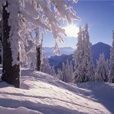 A winter landscape with snow-covered trees and a clear blue sky. The sun shines over the snowy hills.