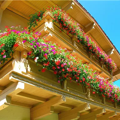 Ein schöner Balkon mit bunten Blumen in Blumenkästen. Der Himmel ist klar und blau.