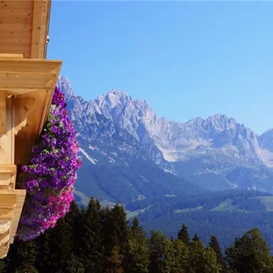 A wooden balcony with blooming plants and an impressive mountain panorama in the background. The sky is clear and blue.
