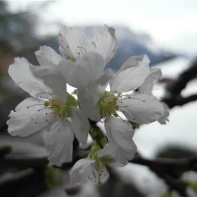 A close-up of white blossoms on a branch. Blurred landscape elements are visible in the background.