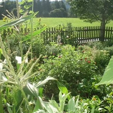 Ein üppiger Garten mit verschiedenen Pflanzen und Blumen. Im Hintergrund ist ein Holzzaun und grüne Wiesen zu sehen.