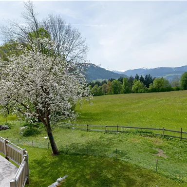 Eine blühende Baumlandschaft mit einem weiten grünen Feld und Bergen im Hintergrund. Der Himmel ist klar und die Natur ist lebendig.
