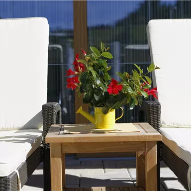Zwei Liegestühle mit weißen Kissen stehen neben einem Holztisch. Auf dem Tisch steht eine gelbe Gießkanne mit roten Blumen.