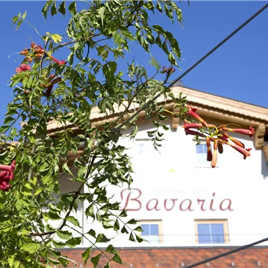 Ein Gebäude mit dem Schriftzug "Bavaria" im Hintergrund. Im Vordergrund sind grüne Pflanzen mit roten Blüten zu sehen.