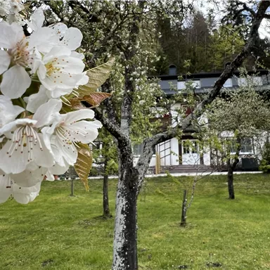 Blühende Kirschblüten vor einem schönen, traditionellen Haus. Der Garten ist grün und einladend.