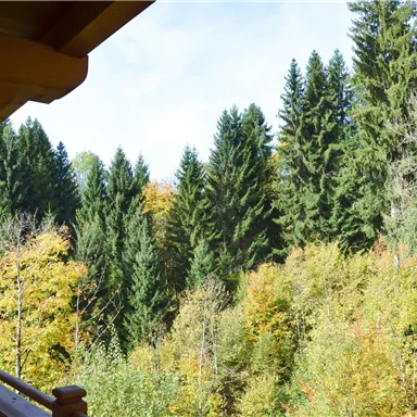 A beautiful view of a forest with tall, green fir trees. The colorful autumn leaves give the landscape a vibrant color.
