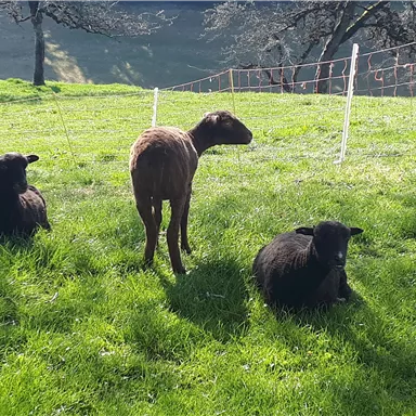 Drei Schafe sitzen auf einer grünen Wiese. Im Hintergrund sind Bäume und ein klarer Himmel zu sehen.