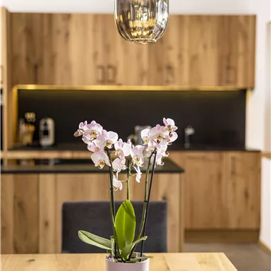 An elegant table with a blooming orchid in a pot. In the background, there is a modern kitchen with wooden cabinets and bright lighting.