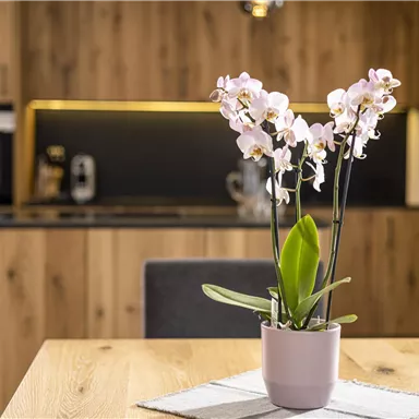 Eine elegante Orchidee in einem Topf steht auf einem Holztisch. Im Hintergrund ist eine moderne Küche mit Holzverkleidung sichtbar.