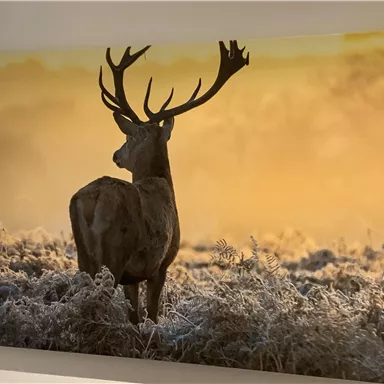 Ein majestätischer Hirsch steht in einer frostigen Landschaft. Im Hintergrund erleuchtet ein warmer orangener Himmel die Szene.