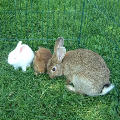 Drei Kaninchen sitzen auf dem grünen Gras in einem Käfig. Das weiße, braune und graue Kaninchen wirken freundlich und neugierig.