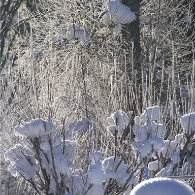 A wintry landscape with snow-covered trees and shrubs. The light sparkles on the snow and creates a tranquil atmosphere.