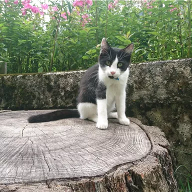 A black and white cat sits on a tree stump. In the background, colorful flowers can be seen.