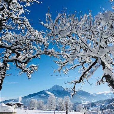 A winter landscape with snow-covered trees and a clear blue sky. In the background, snow-covered mountains can be seen.