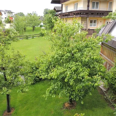 Eine grüne Gartenlandschaft mit mehreren Bäumen und einem gepflegten Rasen. Im Hintergrund sind zwei Häuser sichtbar.