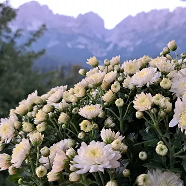 A blooming bouquet with white chrysanthemums in front of a mountainous landscape. Majestic mountains can be seen in the background.