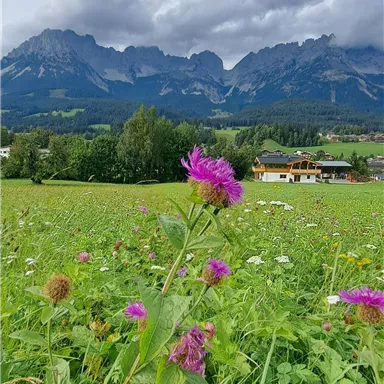 A blooming meadow with purple flowers and mountains in the background. The sky is overcast, creating a calm atmosphere.