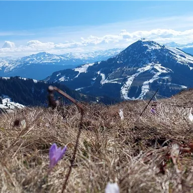 Spring awakening on the Brandstadle with a view of the Hohe Salve