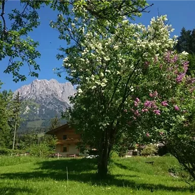 A picturesque landscape with blossoming trees and a green lawn. In the background, a majestic mountain rises under a clear blue sky.