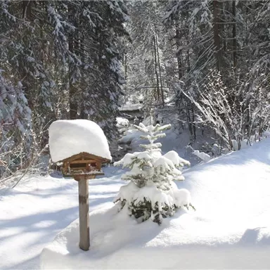 Eine verschneite Waldlandschaft mit einem Futterhäuschen auf einem Pfad. Der Schnee bedeckt die Bäume und den Boden, während Sonnenlicht durch die Äste scheint.