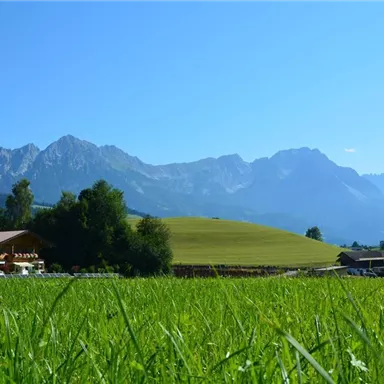 Ein grünes Feld mit frischem Gras und Bergen im Hintergrund. Der Himmel ist klar und blau.