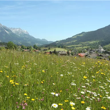 Eine schöne Alm mit bunten Wildblumen und Bergen im Hintergrund. Der Himmel ist klar und es ist ein sonniger Tag.