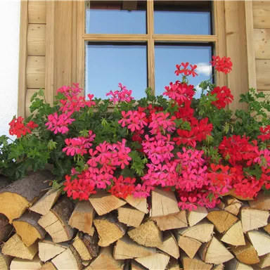Ein Fenster mit einem Blumenkasten voller roter und rosa Geranien. Darunter liegt ein Holzstapel.