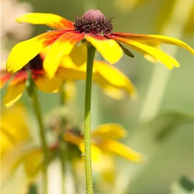 A pretty flower with yellow petals and a dark center. The background is blurred and shows more plants.