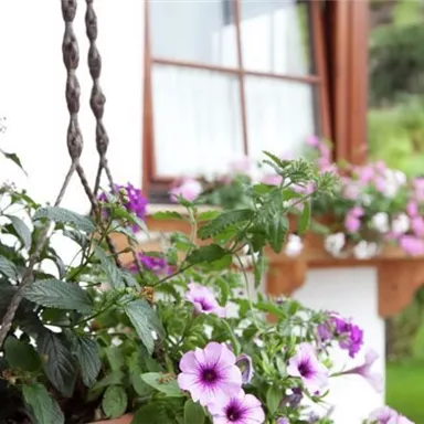Blühende Pflanzen in hängenden Töpfen vor einem Fenster. Die Blumen sind lila und verleihen der Umgebung einen gemütlichen Charme.